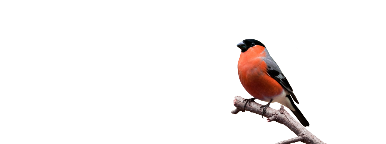 С Новым годом и рождеством